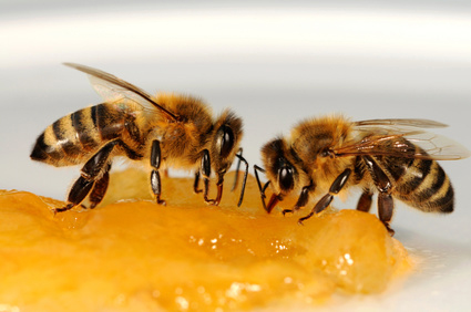 Bienen überfallen Bäckerei in Pirmasens