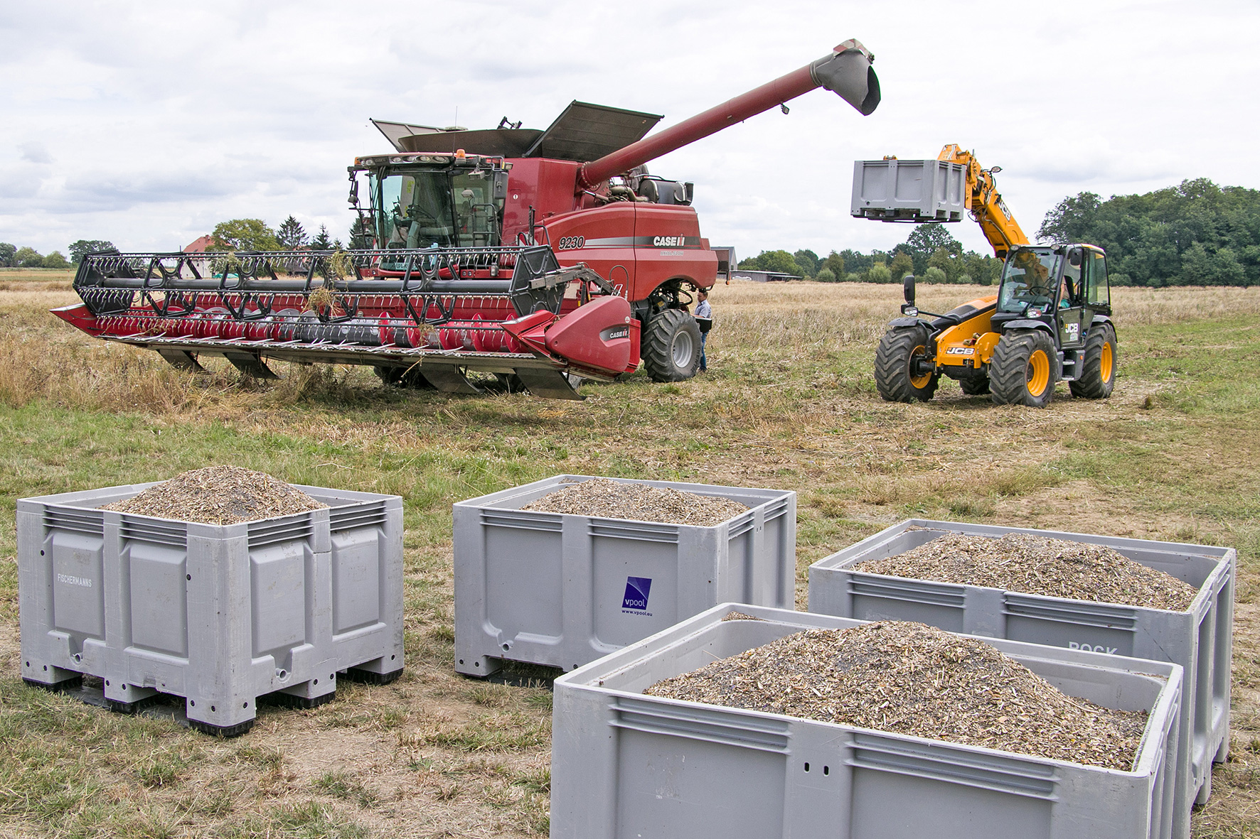 Erster Lausitzer Mohn