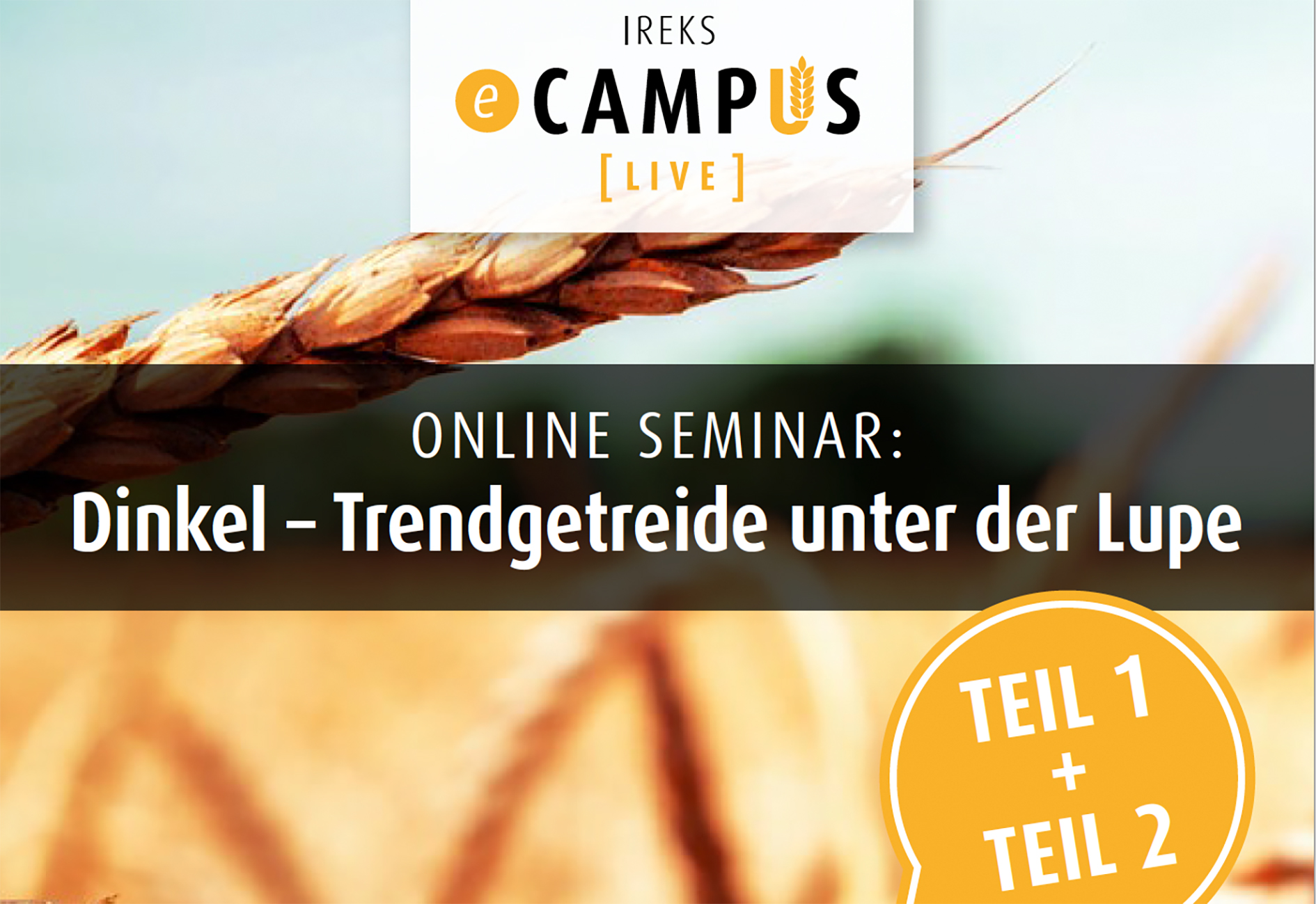 Dinkel unter der Lupe