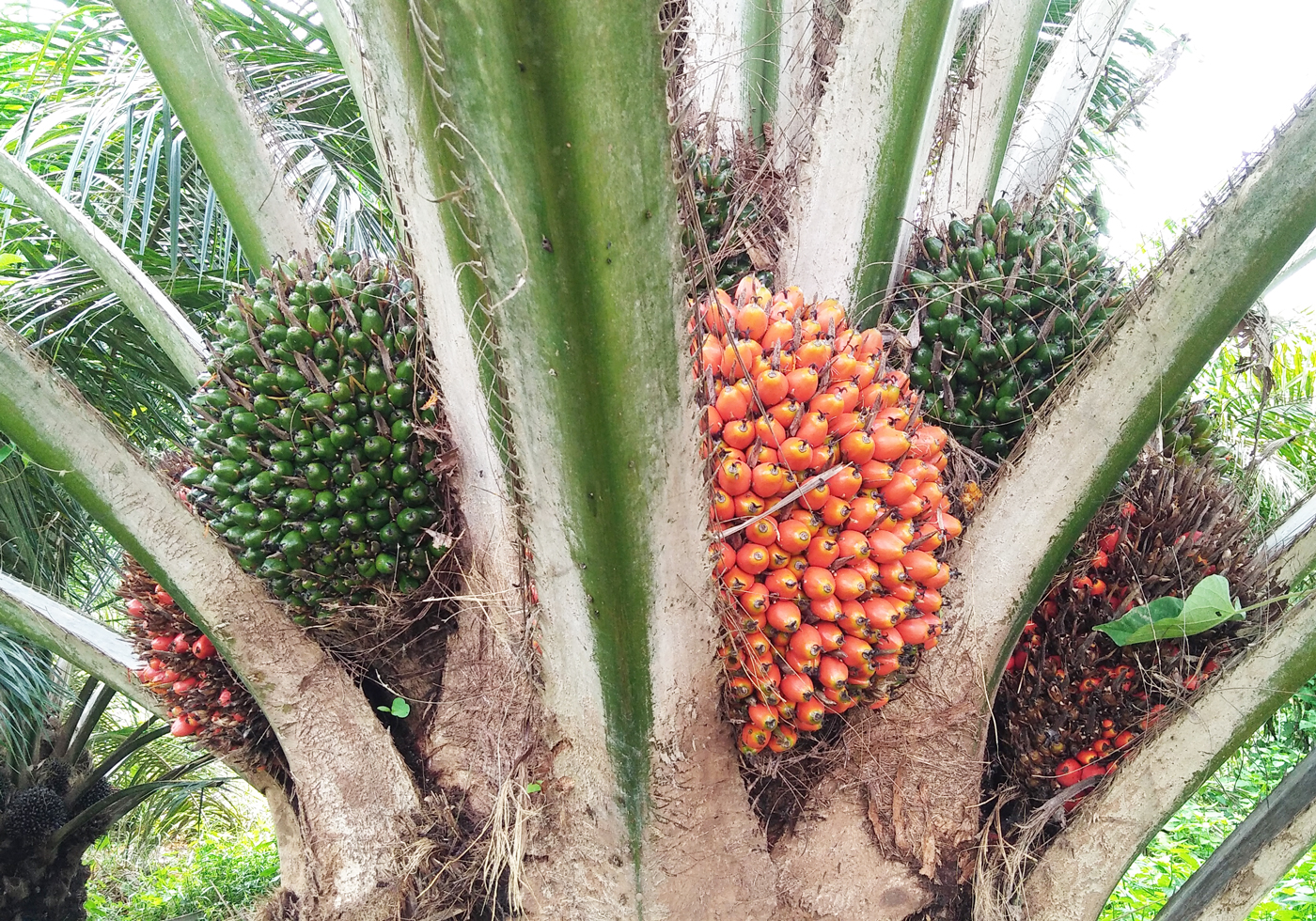 Palmöl – ein Rohstoff mit falschem Image?