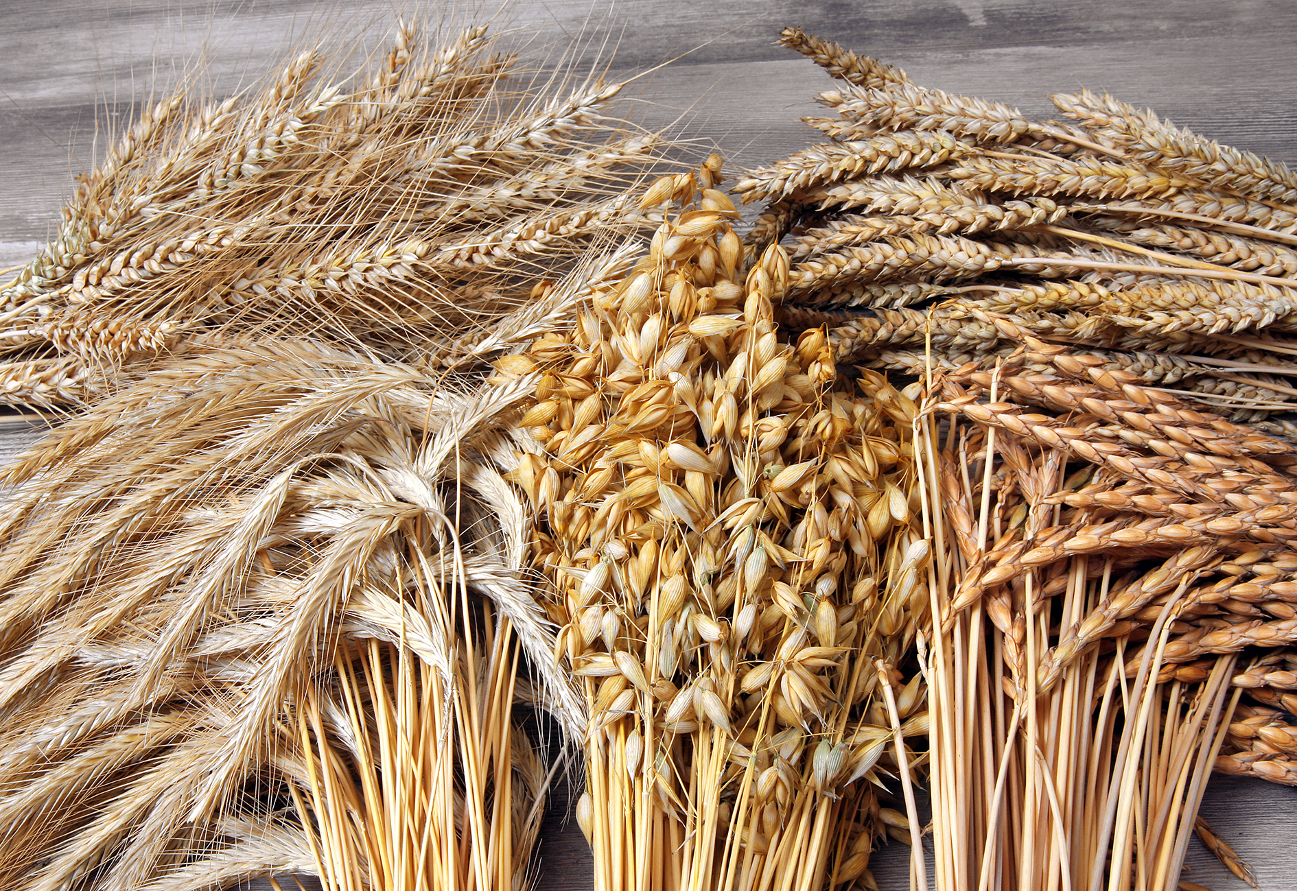 Berchtesgardener Land Brot mit Laufener Landweizen und Rotem Tiroler Dinkel