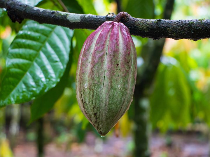 Fairtrade-Kakao verzeichnet Absatzplus