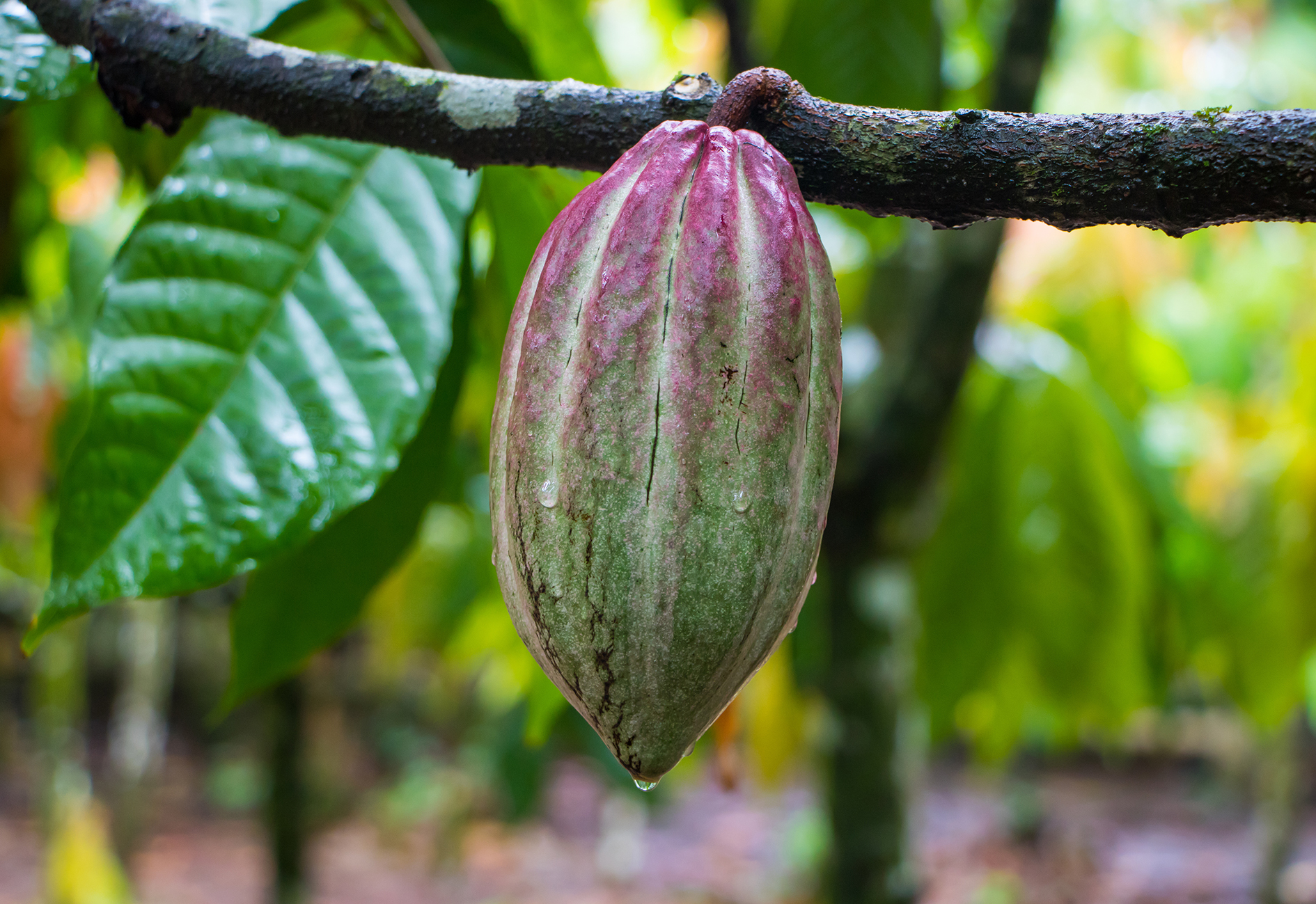 Fairtrade-Kakao verzeichnet Absatzplus