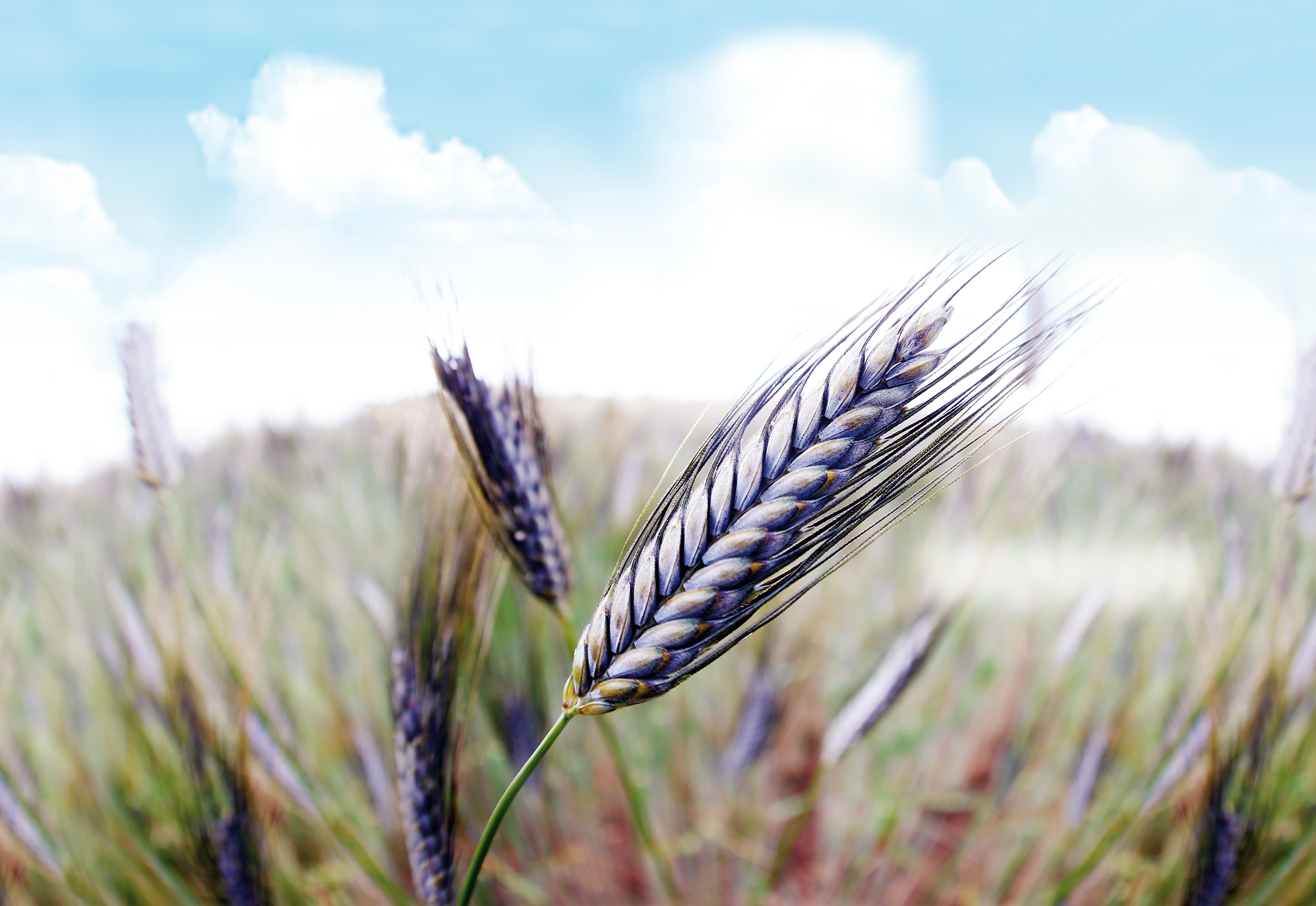 Emmer: Getreide mit Potenzial