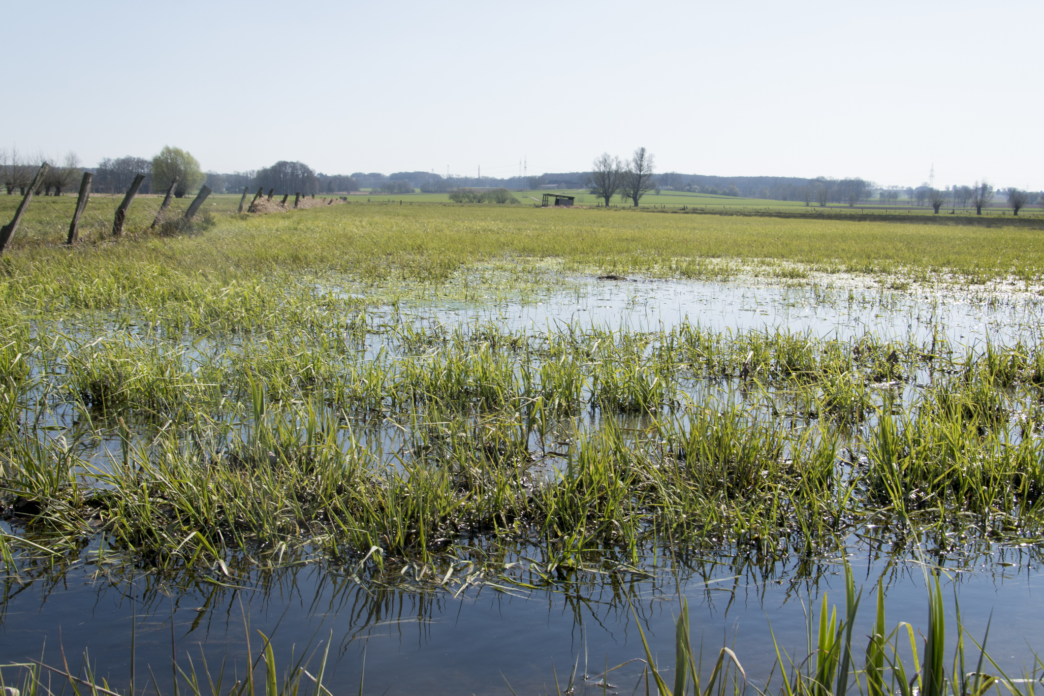 Paludikultur: Landwirtschaft auf Mooren