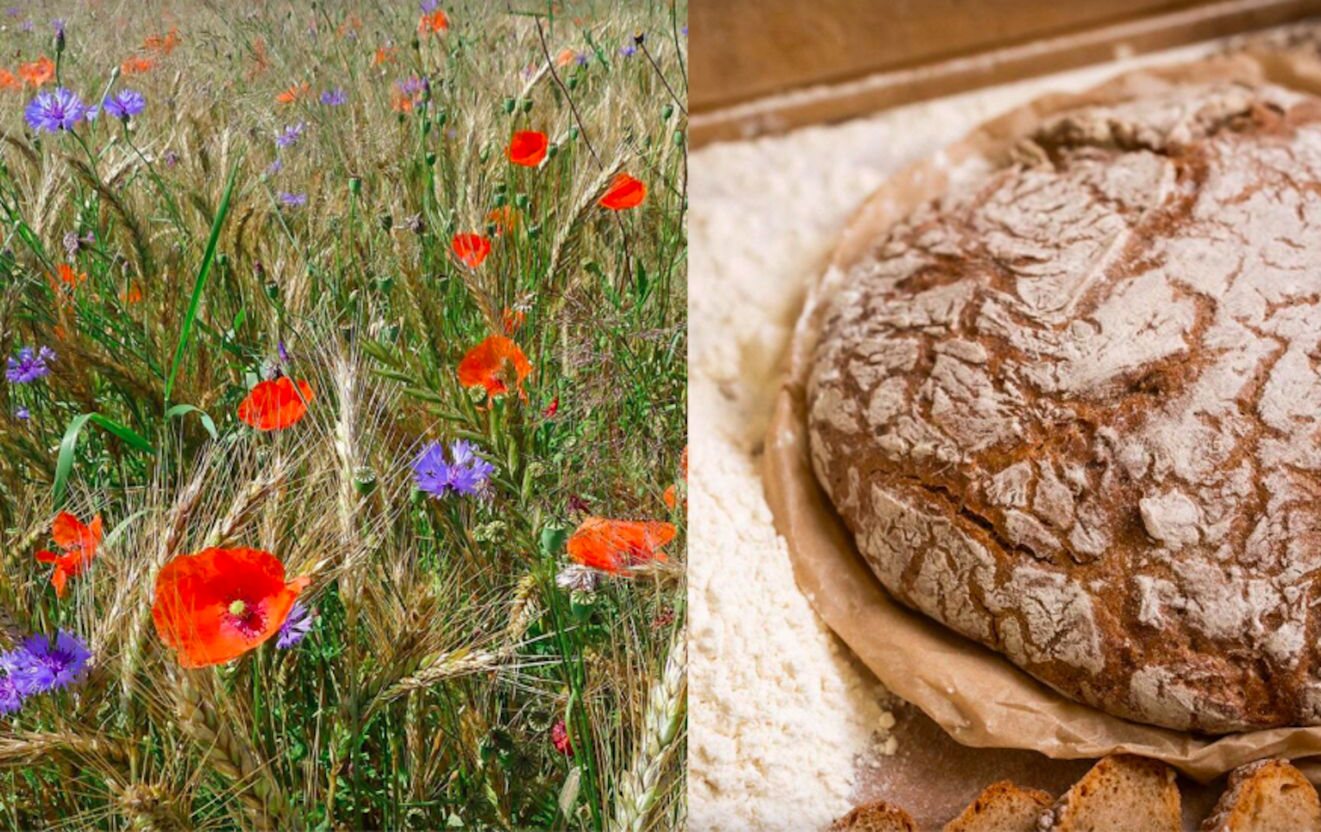 Wildkräuter in jede Bäckertüte