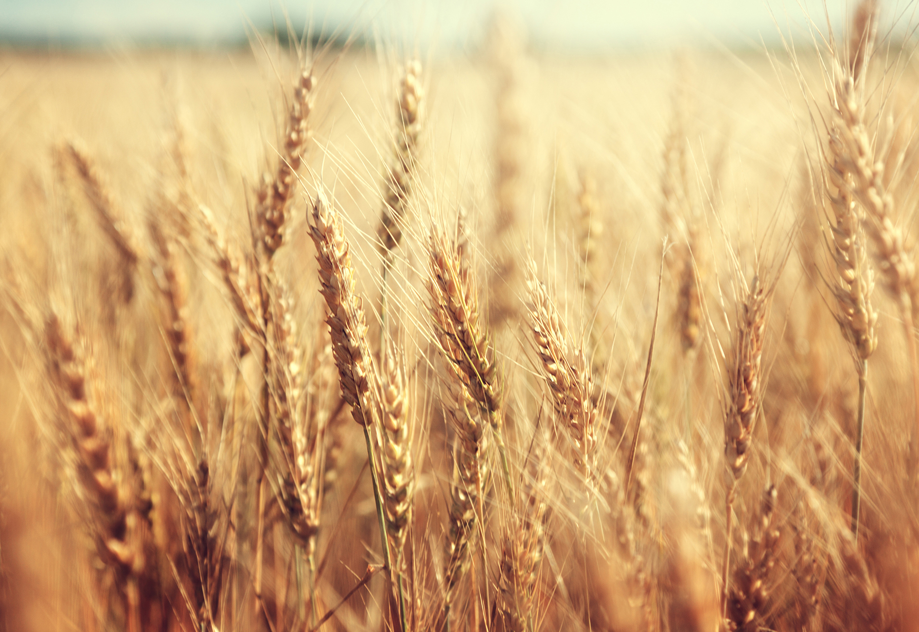 Förderung für klimafreundlichen Backweizen