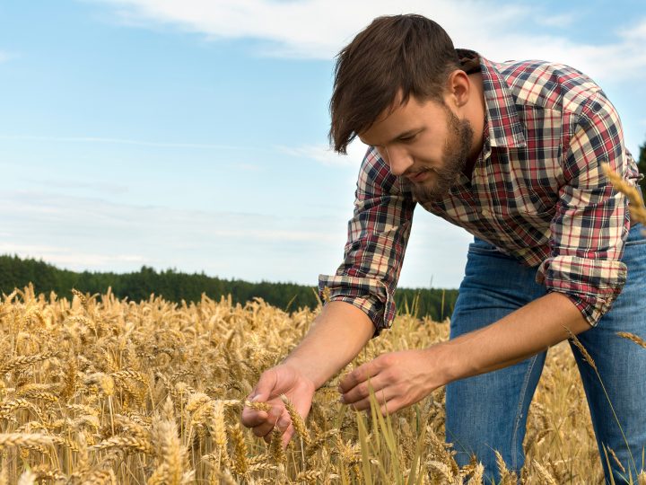 Mehr Fläche für den Getreideanbau