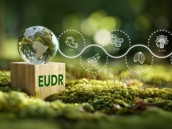 Kompromiss bei EU-Entwaldungsverordnung