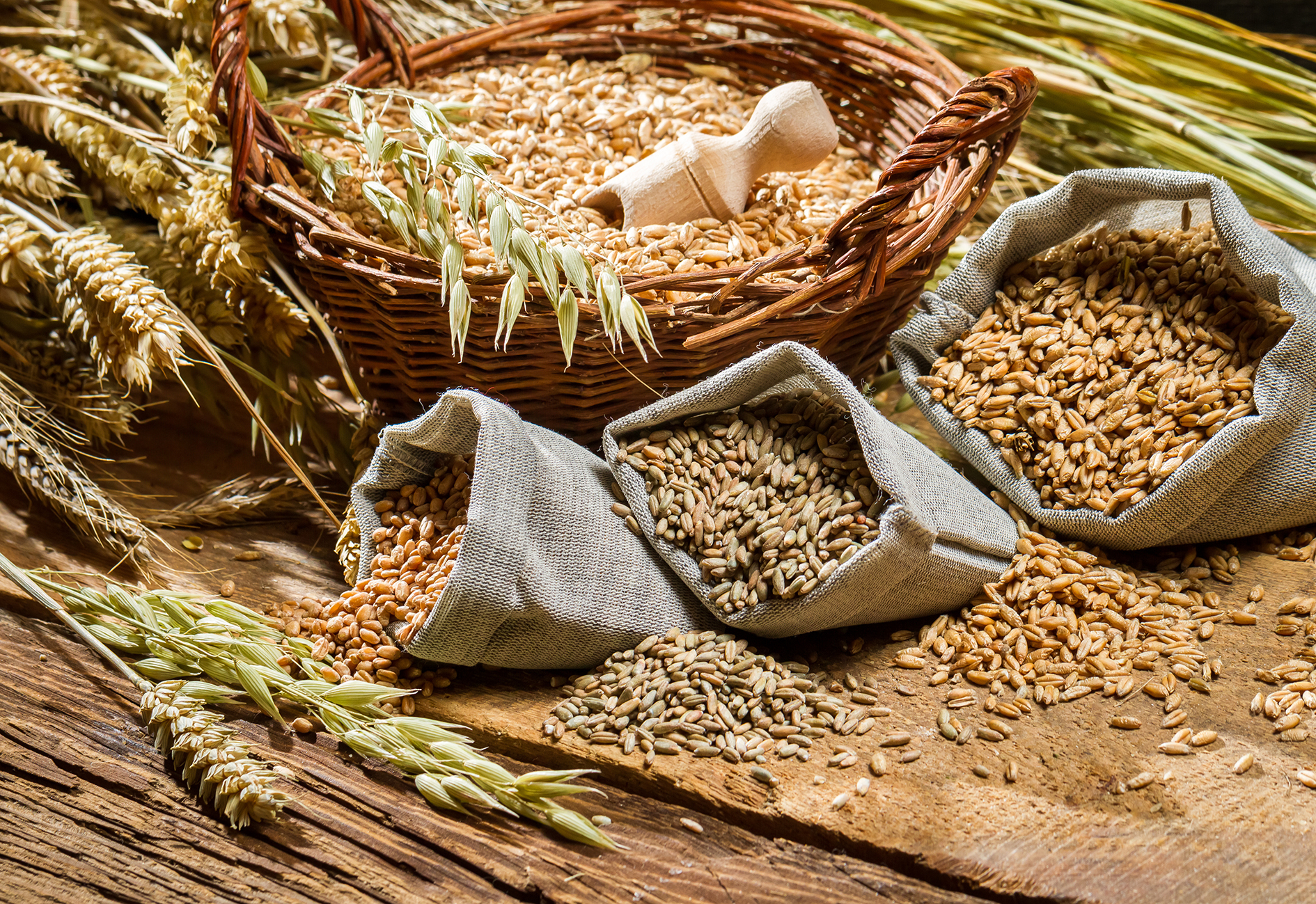 Symposium: Mehr Vollkorn wagen