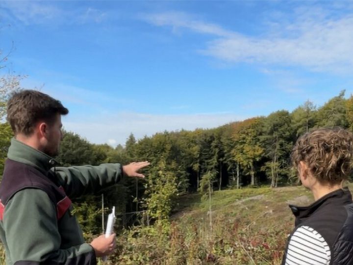 Bäckerei startet Aufforstungsaktion