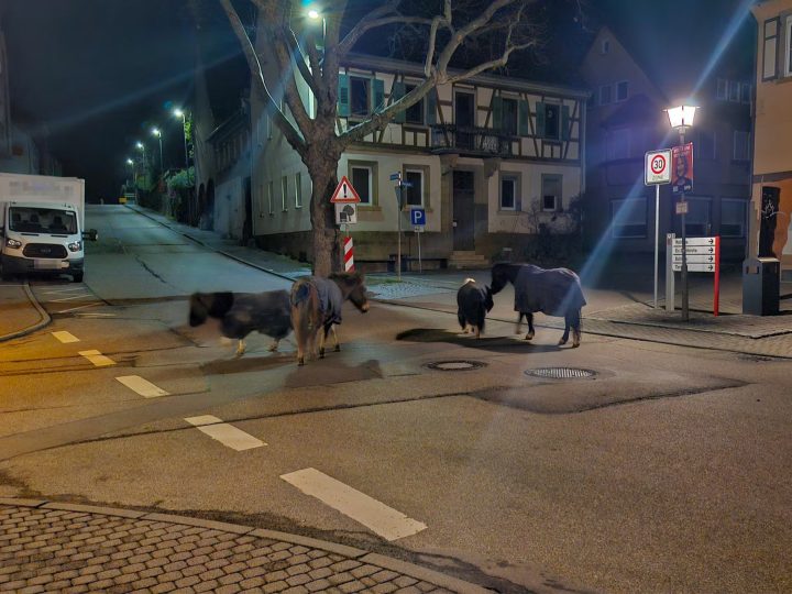 Zufällig Ponyretter