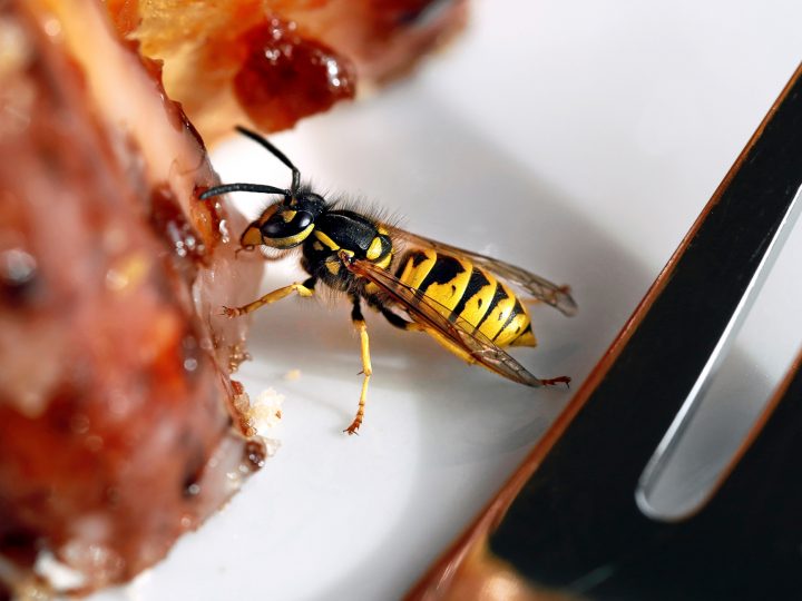 Deutlich weniger Wespen